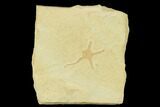Jurassic Brittle Star (Sinosura) Fossil - Solnhofen #132416-1